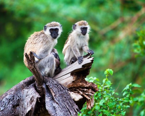 The,Vervet,Monkey,In,Bush,In,Lake,Manyara,National,Park,