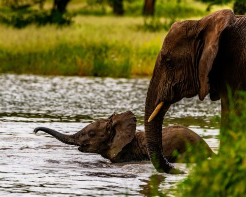 Young,Elephant,Calf,,With,Trunk,Outstretched,,Playing,In,A,Fresh