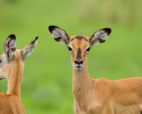 Beautiful,Portrait,Of,Impalas,In,Tarangire,National,Park,In,Tanzania