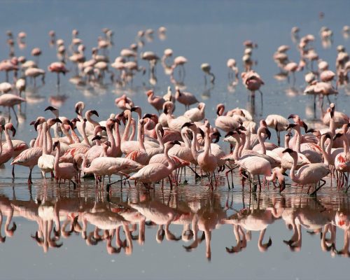 Lake-Natron-4-min