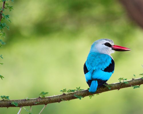 Woodland,Kingfisher,In,Lake,Manyara,National,Park,,Tanzania