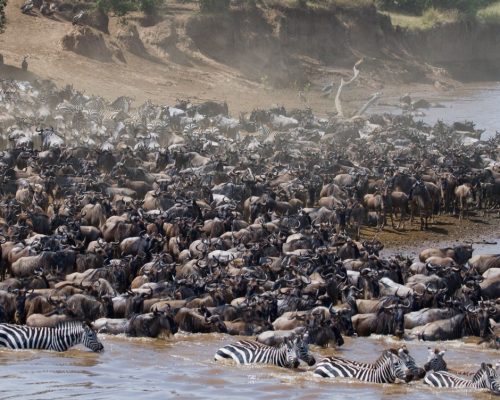 Wildebeests,Are,Crossing,Mara,River.,Great,Migration.,Kenya.,Tanzania.,Masai