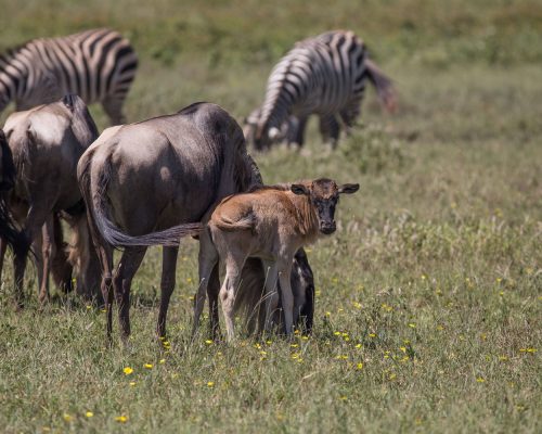 Wildebeest,Calving,-,Young,Wildebeest,Calf