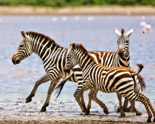 Zebras,Running,Beside,Lake,Ndutu,In,The,Serengeti,National,Park,