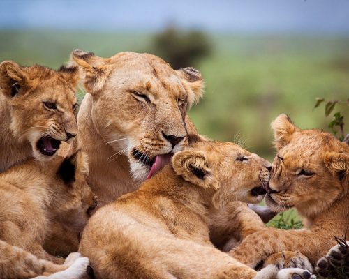 africa-safaris_tanzania-lions