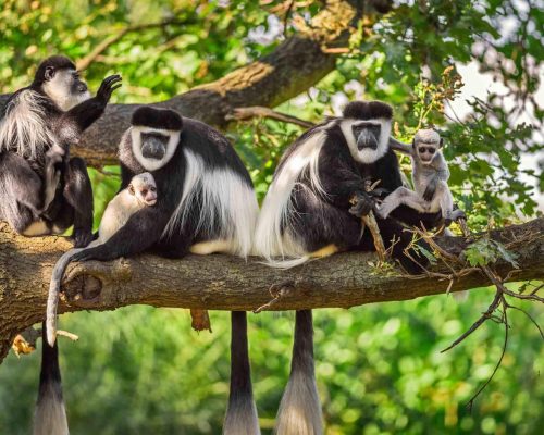 colobus-aap-1